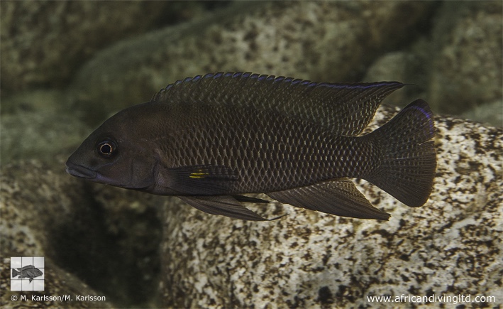 Neolamprologus cf. modestus 'Kasola Island'